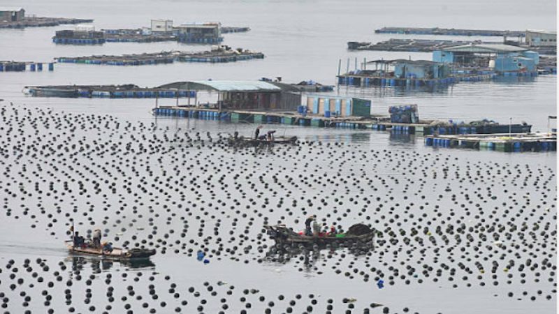 郑义：中国海水养殖业辉煌悲剧——大家一起死