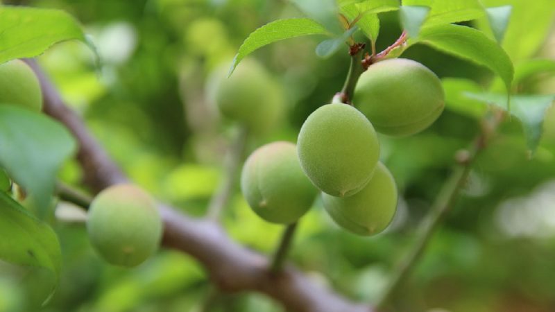 梅雨時節耕種忙 芒種時的傳統習俗