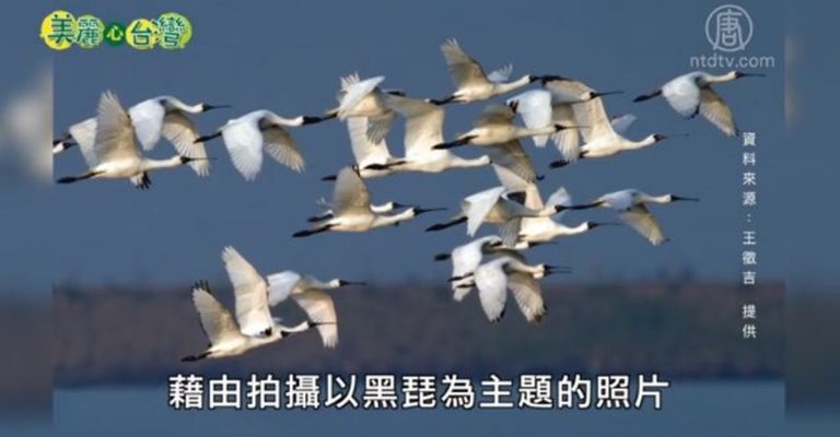 美麗心台灣：黑琵先生王徵吉 用生命做保育紀錄