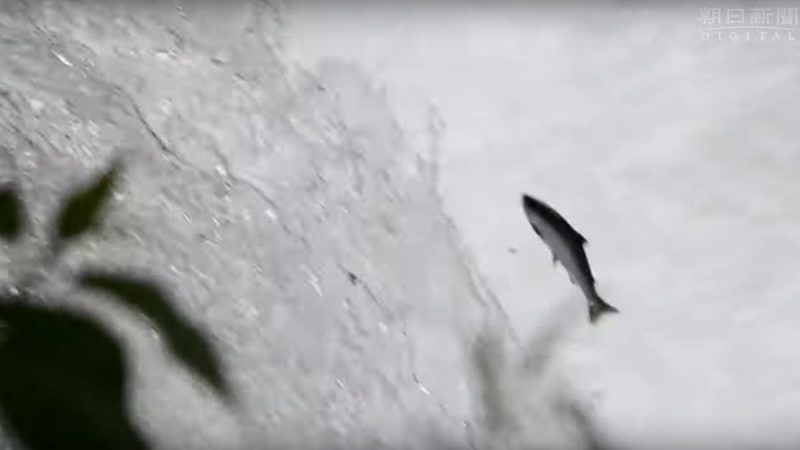 身如砲彈 北海道櫻鮭躍過4尺高瀑布產卵