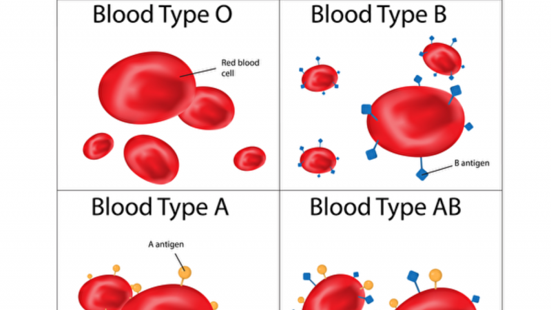 研究者找到A型血变为O型血方法