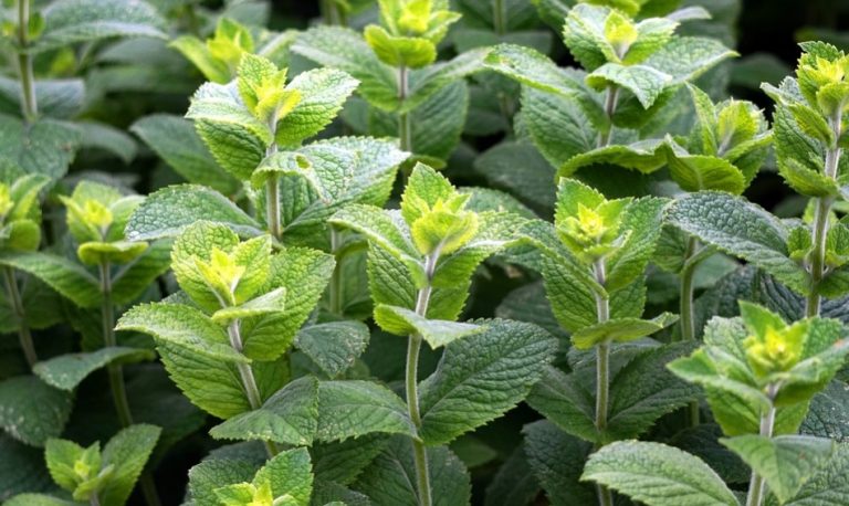 室內空氣比室外還要髒？養這些植物 可改善家中80％空氣品質（視頻）