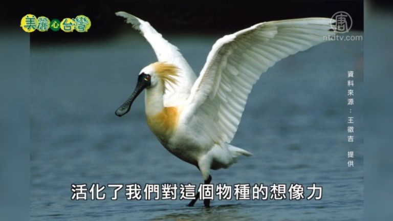 美麗心台灣：用生命保育黑琵計劃的最後一哩路