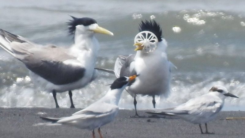 鳥喙卡白色塑膠環 鳳頭燕鷗甩不掉令人不捨