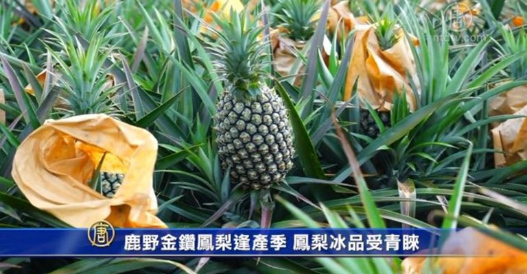 鹿野金鑽鳳梨逢產季 鳳梨冰品受青睞