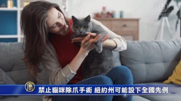 禁止貓咪除爪手術 紐約州可能設下全國先例