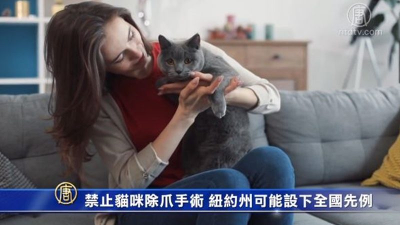 禁止猫咪除爪手术 纽约州可能设下全国先例