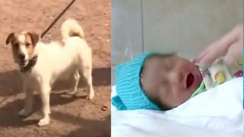 狗狗发现被弃女婴 强拉主人出手救人