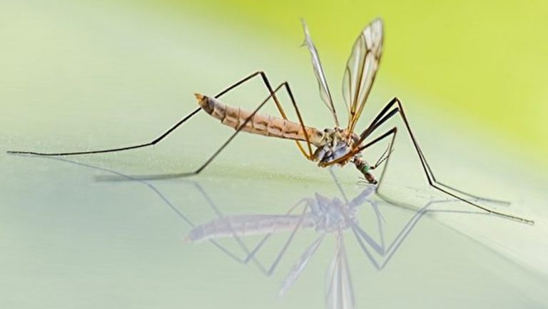 深秋蚊子依然猖獗 民眾應做好防蚊措施