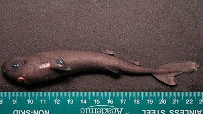僅144毫米 墨西哥灣深海小鯊魚是全新物種