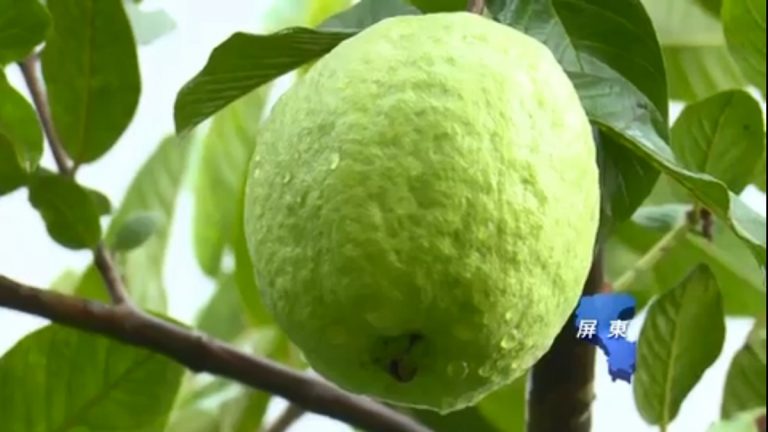 芭樂吃過量 糖尿病患血糖值飆高