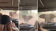 大象怒衝吉普車 司機淡定迂迴倒車脫險