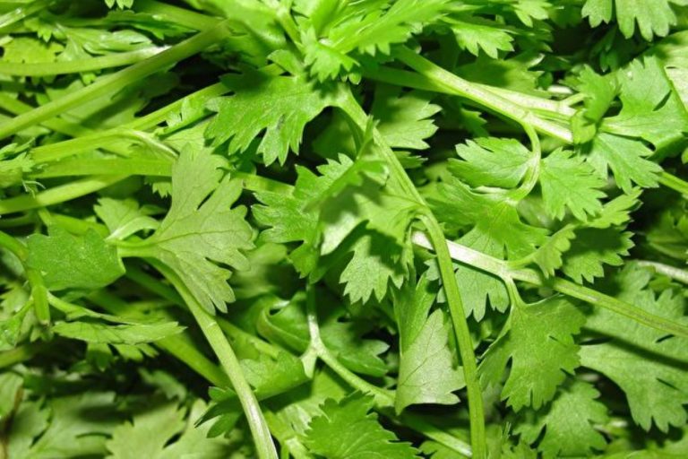 研究：香菜有抗痙攣抗癌抗菌諸多功效