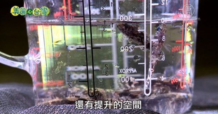 美麗心台灣：突破困境 連俊堯培育筍殼魚苗創佳績