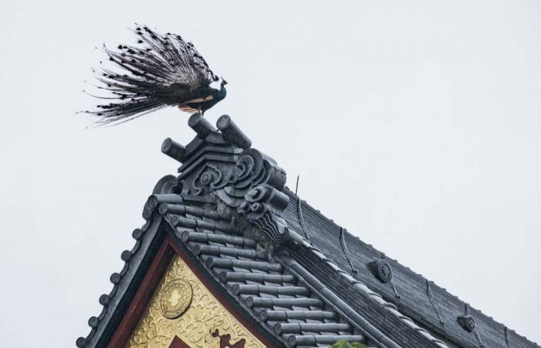 姿態霸氣十足 「鳳凰」飛上日本樂法寺