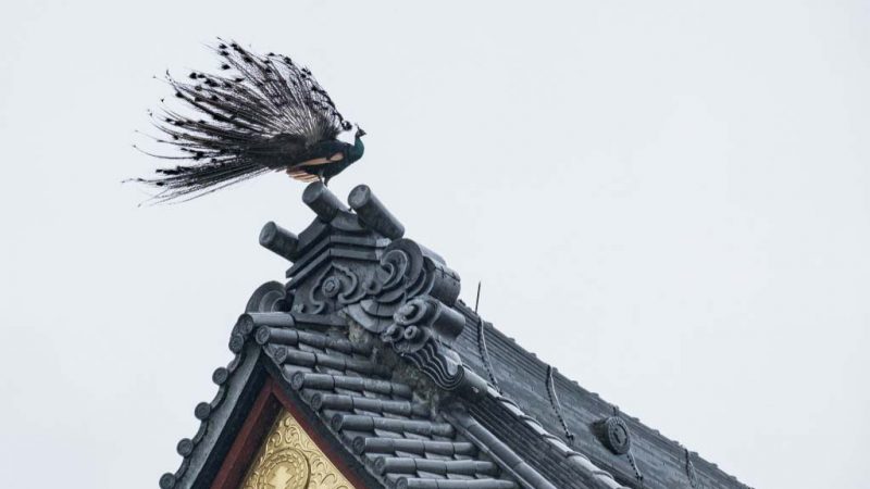 姿態霸氣十足 「鳳凰」飛上日本樂法寺