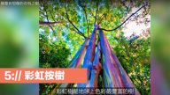 颠覆你想像的奇特之树 极为稀有（视频）