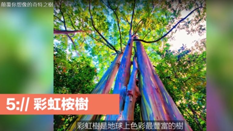 顛覆你想像的奇特之樹 極為稀有（視頻）