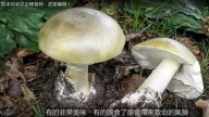 极度危险的植物 千万不能碰（视频）