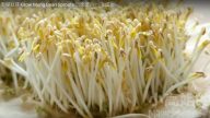 發綠荳芽 一次就成功 特別漂亮（視頻）