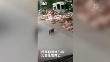 大陆非洲猪瘟蔓延 民众:买卖病猪造成