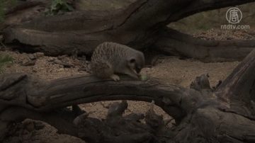 欧洲热浪 伦敦动物园：猫鼬凉快避暑