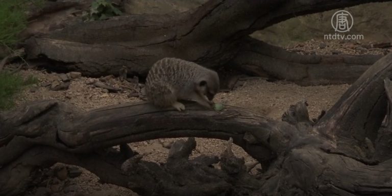 歐洲熱浪 倫敦動物園：猫鼬涼快避暑