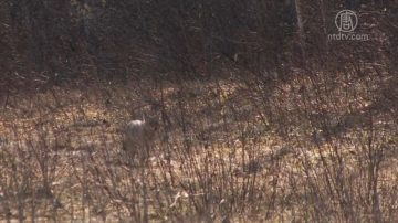 土狼出没办公大楼 民众如何自保？