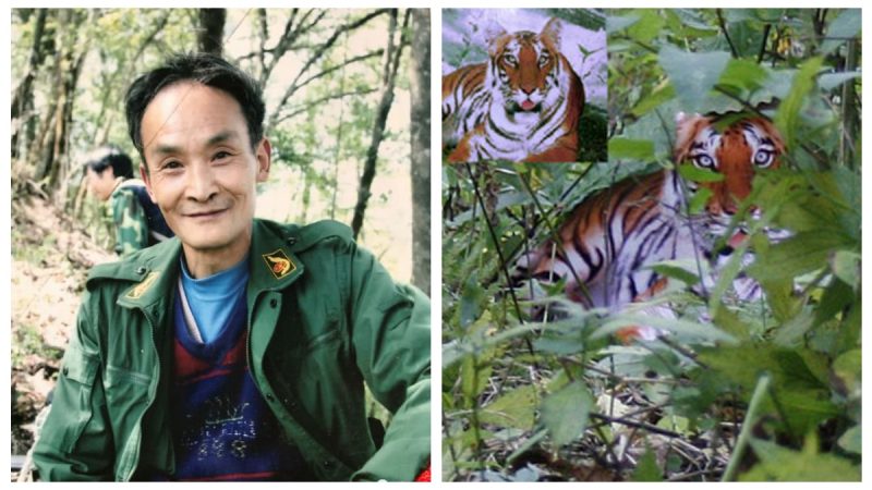 「華南虎事件」12年 周老虎出獄變身養蜂人