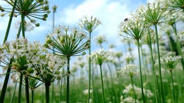 黑色幽默？中共花协吁选国花 网友纷选韭菜花