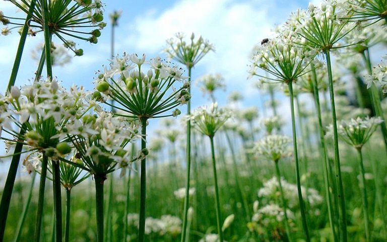 黑色幽默？中共花協籲選國花 網友紛選韭菜花
