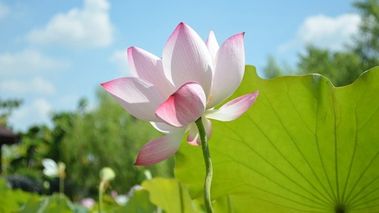 商人做了什麼？神馬向他屈膝