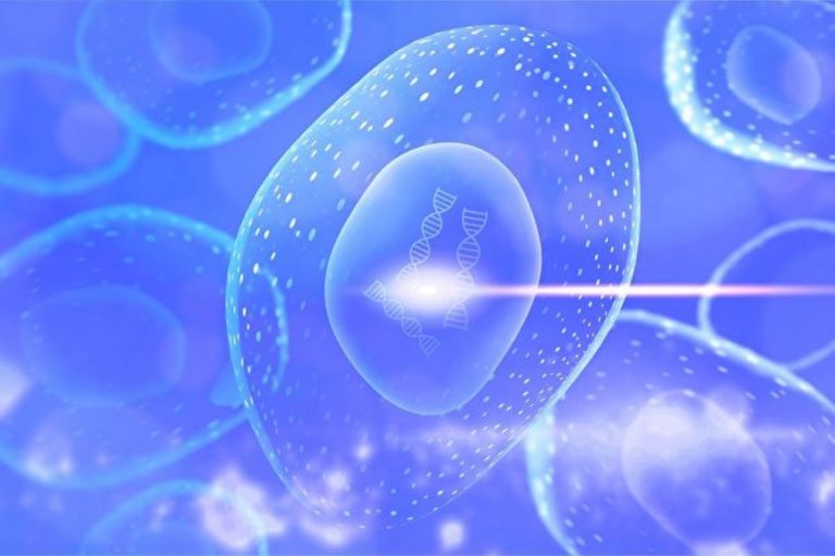 科學家找到細胞分化開關