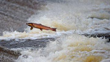 時速35公裡 「鮭魚大砲」讓魚兒坐雲霄飛車