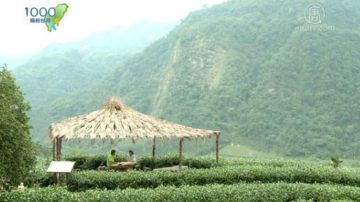 1000步的繽紛台灣：嘉義梅山 尋幽探訪找茶