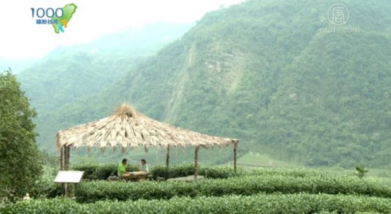 1000步的繽紛台灣：嘉義梅山 寻幽探訪找茶