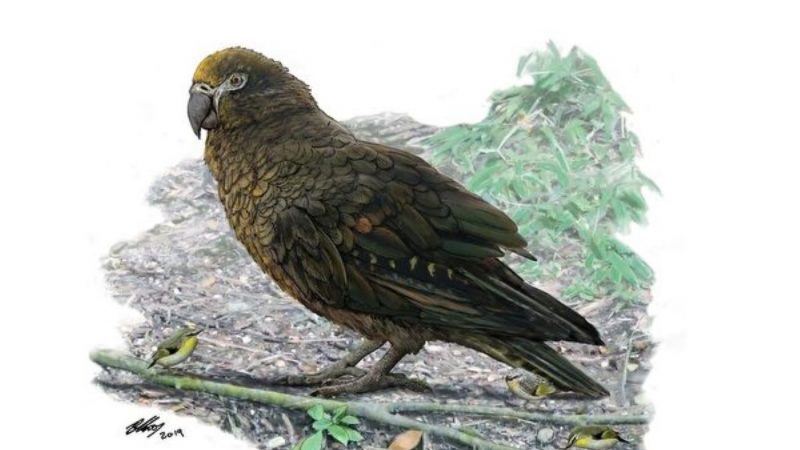 新西兰发现史前巨型鹦鹉 如人类幼童大小