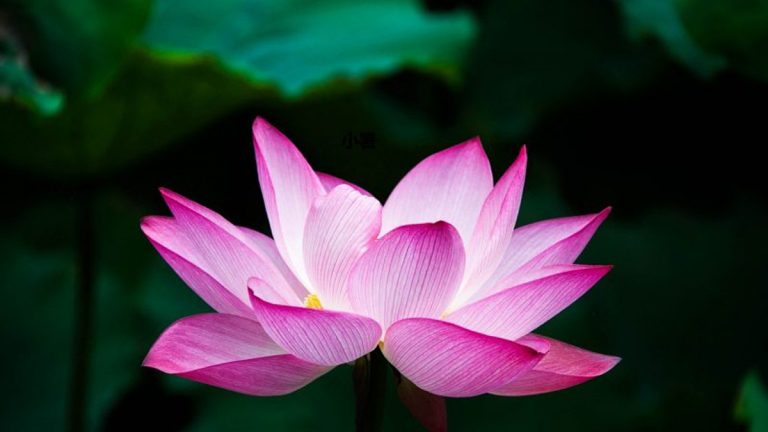 不敬心書寫佛經的後果