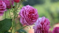 造業過多 陰間受刑陽間也不得善終