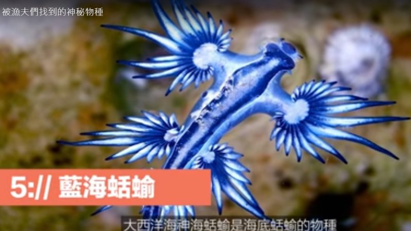 海底发现的奇特物种 第一次见到（视频）