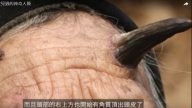 5位你没见过的人类 长角老人（视频）