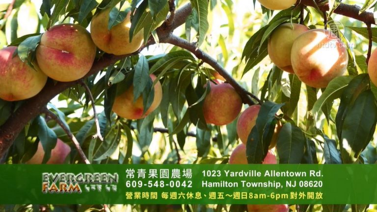 【廣告】常青果園農場
