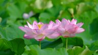 兩位蓮花女的故事