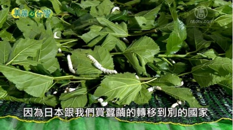 美麗心台灣：留住傳統 開創價值 涂泉明的養蠶生涯