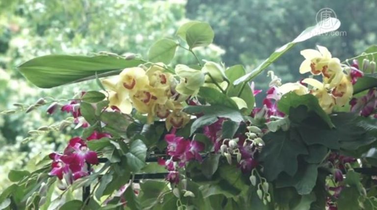 第六屆台灣蘭花展 週末皇后區植物園登場