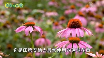 美丽心台湾：青农黄嘉铭返乡 种植高难度花草中药材