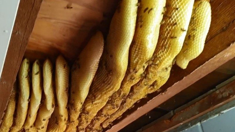 驚！澳民宅天花板藏巨大蜂巢數萬蜜蜂（視頻）