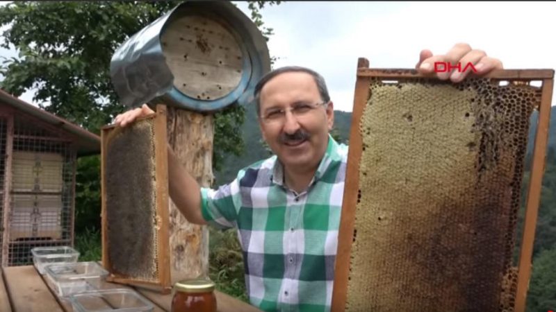最誠實的品鑑 土耳其蜂農讓黑熊擔當「試吃員」（視頻）