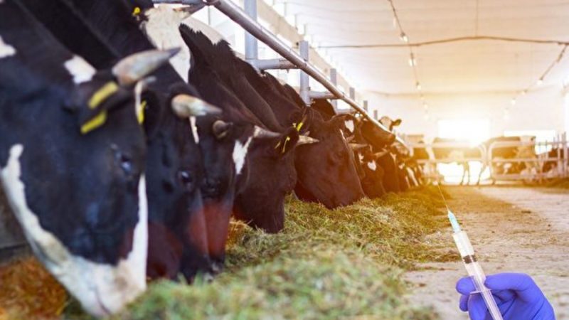 牛場大量使用抗生素致超級細菌在人類爆發
