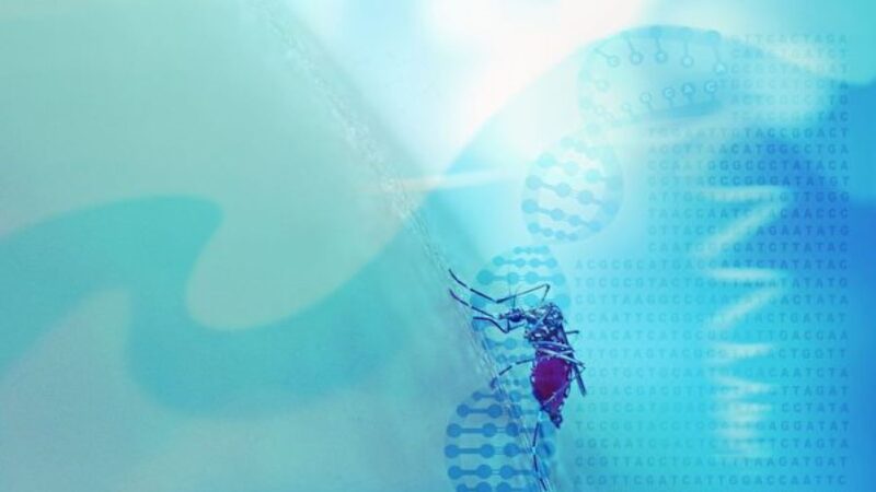 利用轉基因滅蚊實驗帶來難料後果